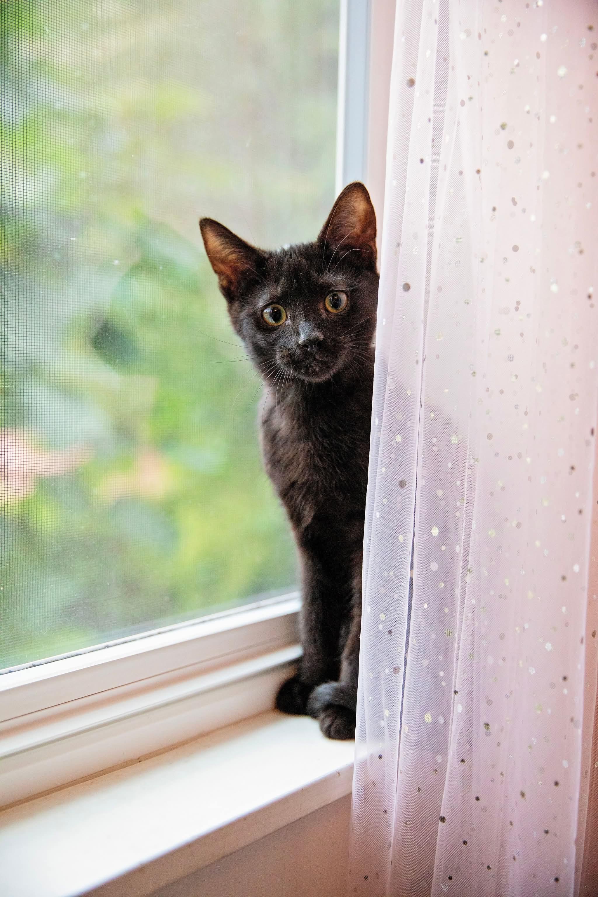 Enlarge Pokemon Litter- Umbreon, a Adopted Domestic Short Hair in Seattle, WA image 2/2