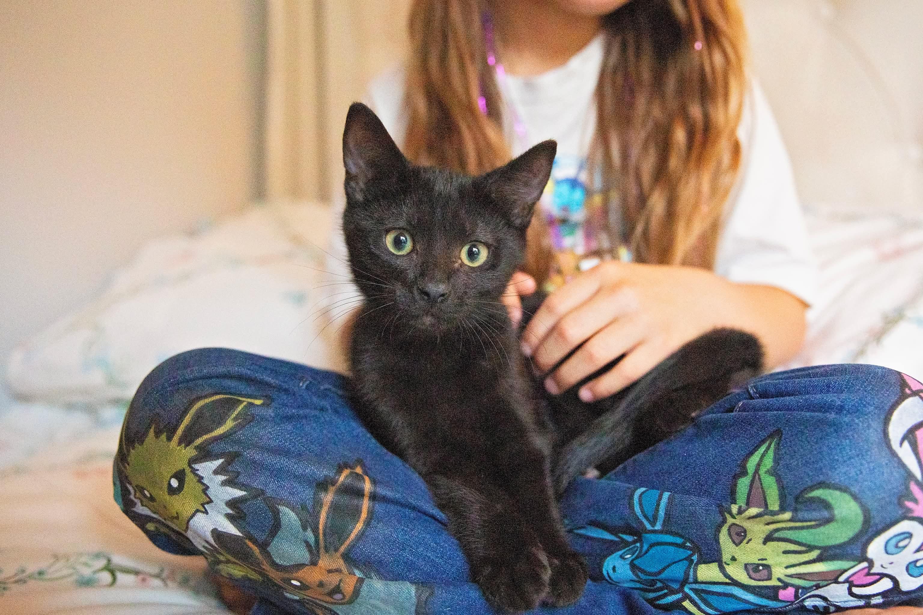 Pokemon Litter- Umbreon, Adopted, Kitten Male Domestic Short Hair.