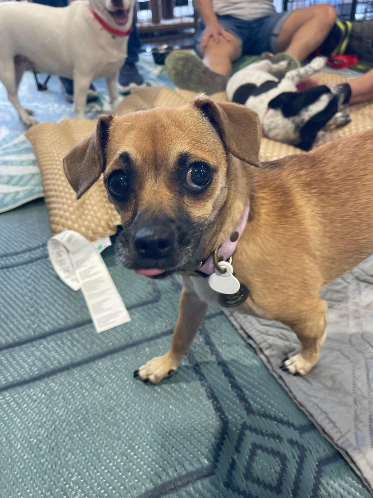 Nook, Adopted, Young Female Chihuahua.