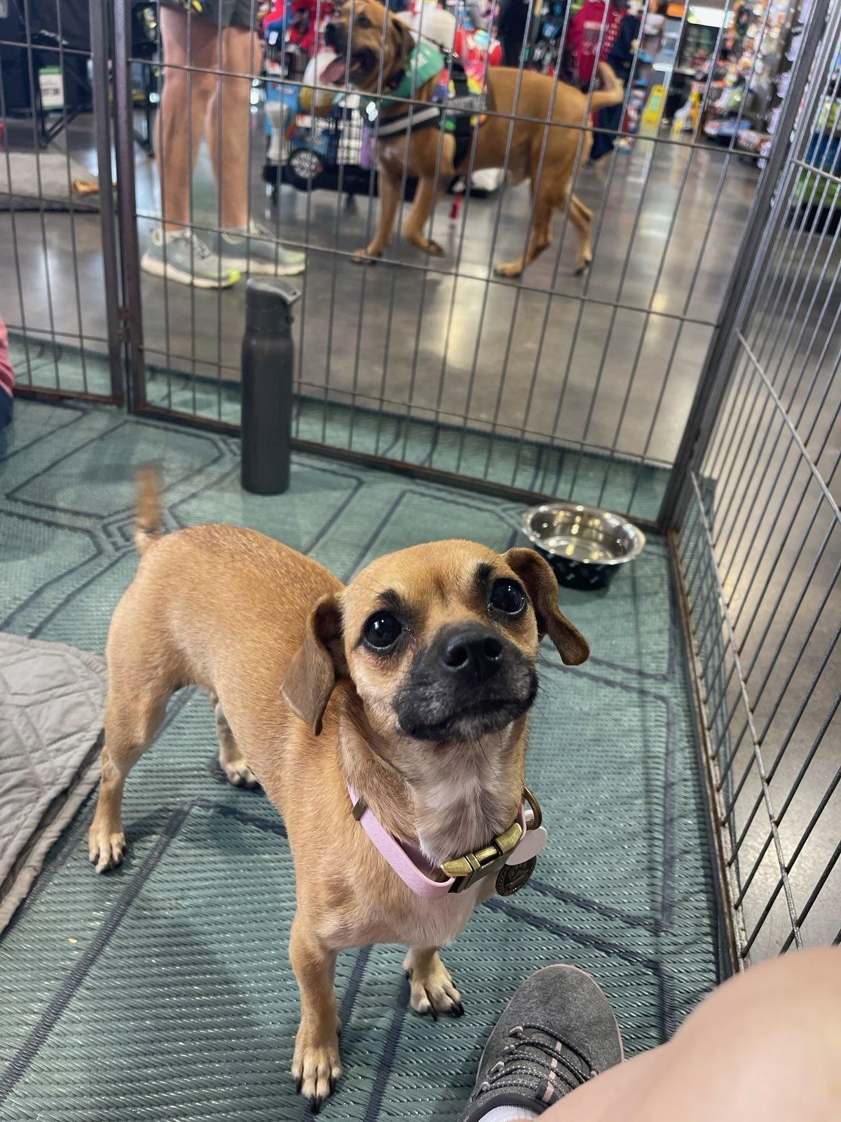 Enlarge Nook, a Adopted Chihuahua in Glendale, AZ image 2/3
