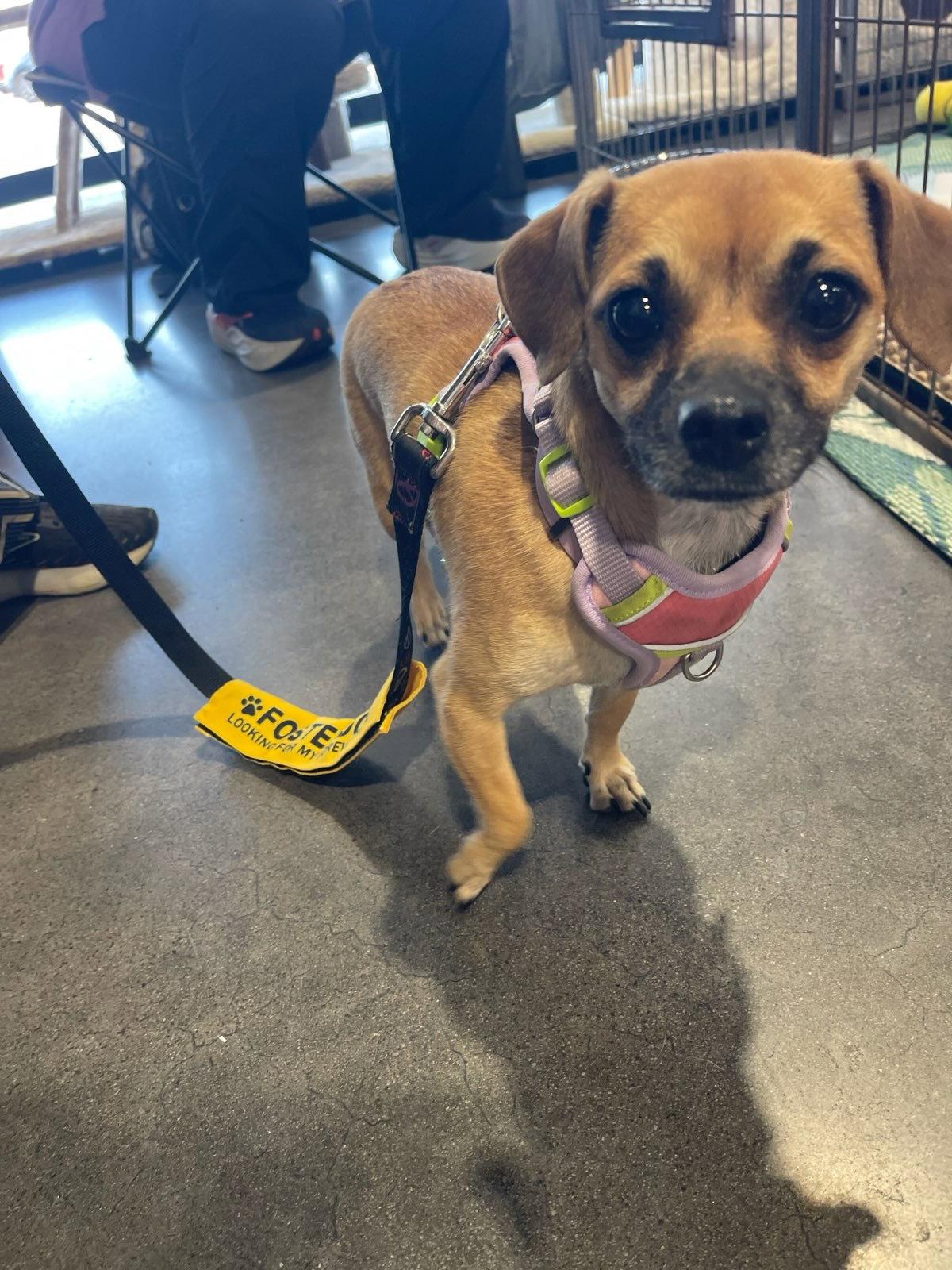 Enlarge Nook, a Adopted Chihuahua in Glendale, AZ image 3/3