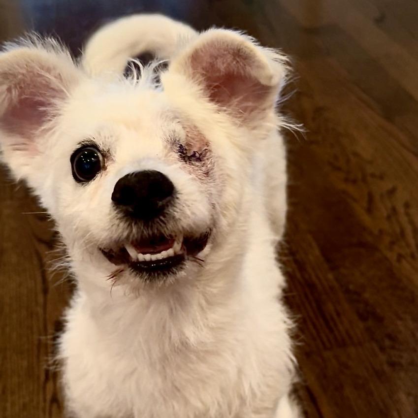 Casper, Adoptable, Young Male Poodle.