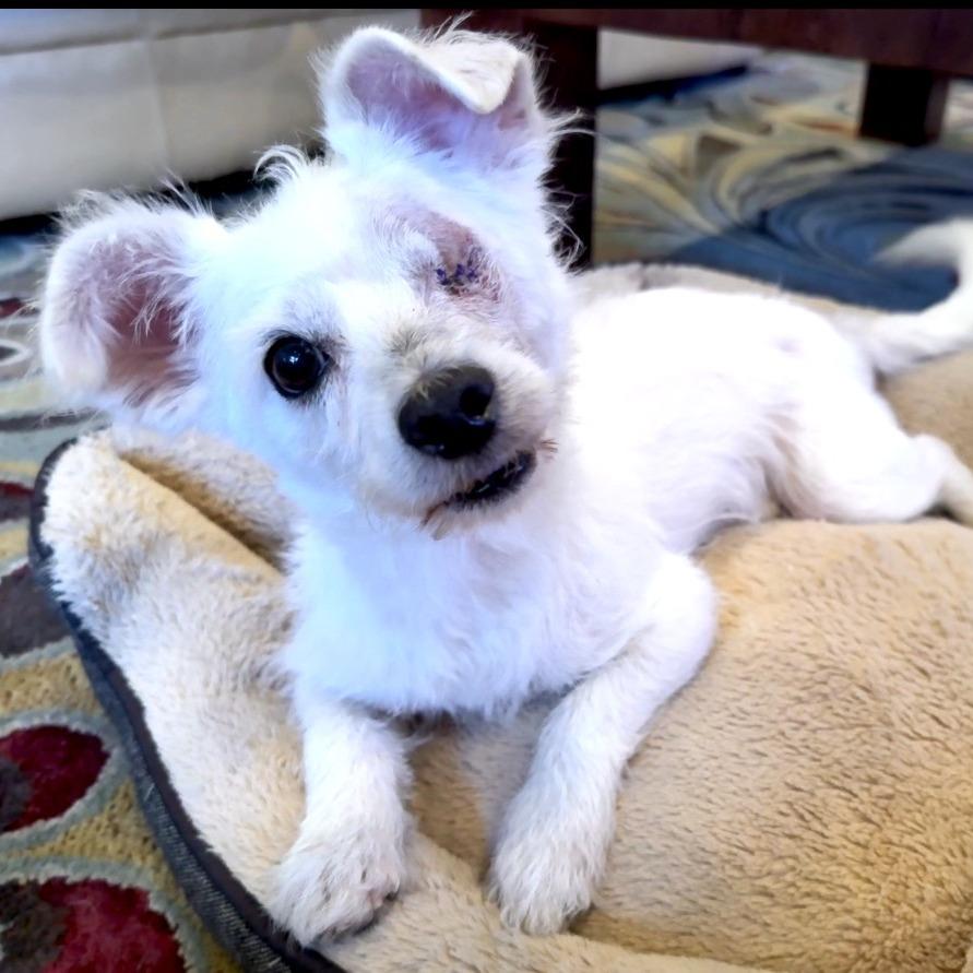 Casper, a Adoptable Poodle in Houston, TX image 2/6