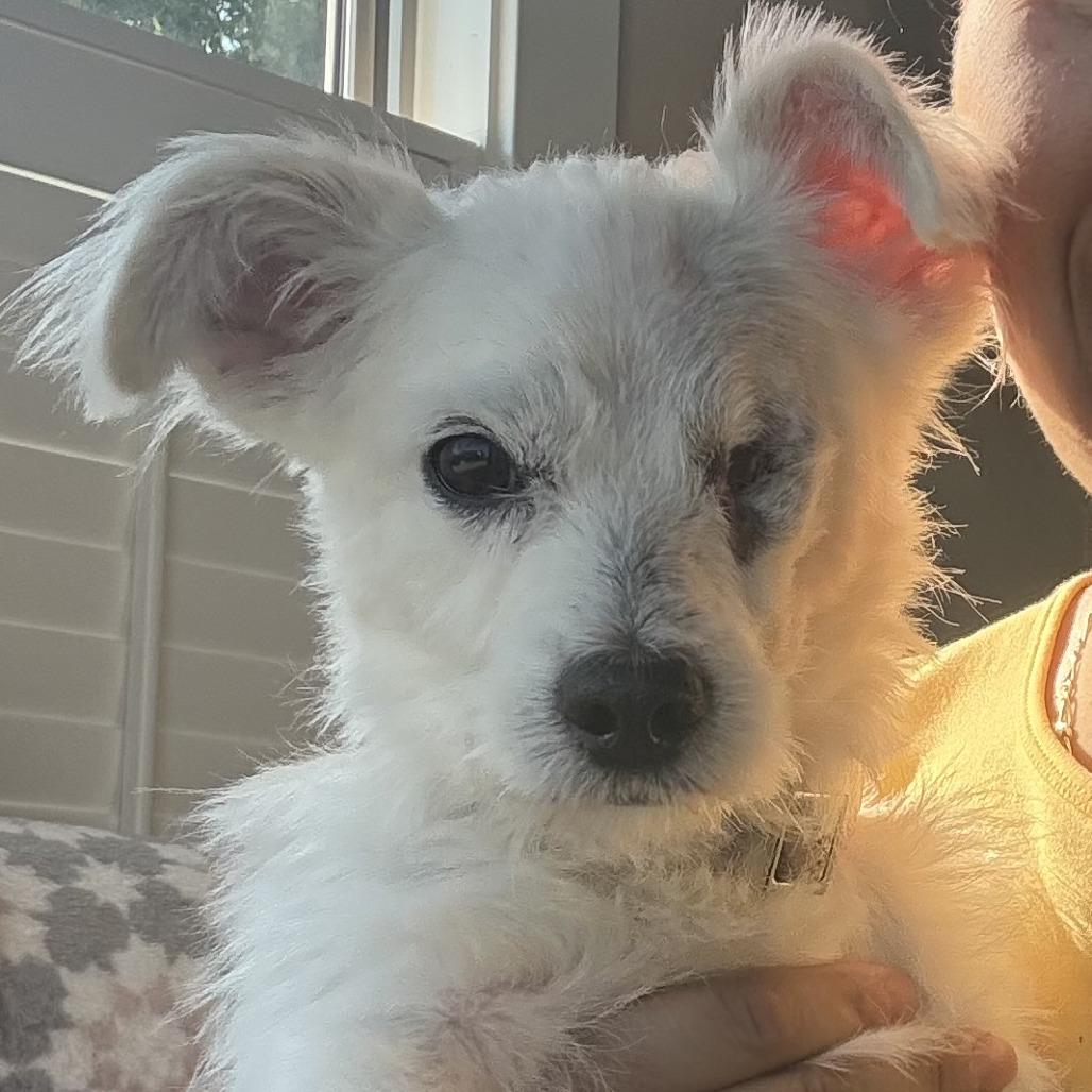 Casper, a Adoptable Poodle in Houston, TX image 3/6