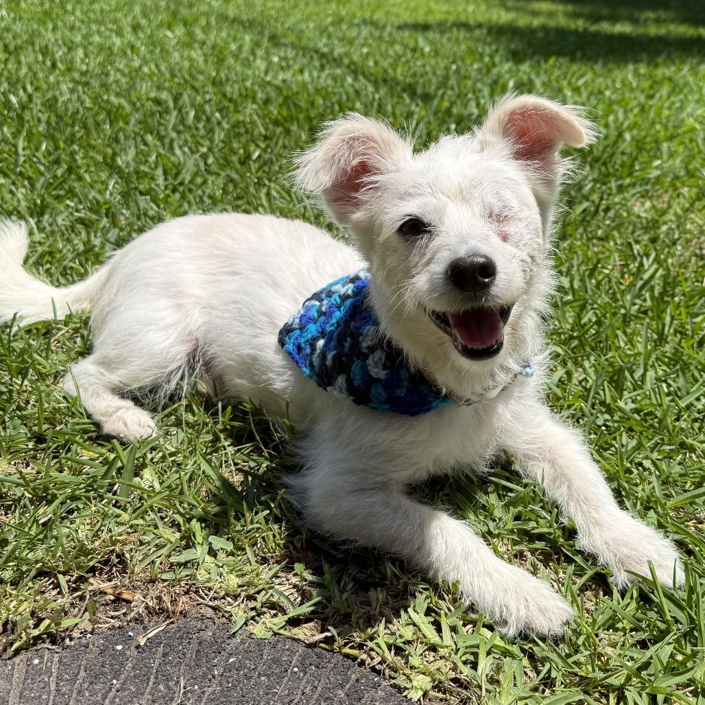 Casper, a Adoptable Poodle in Houston, TX image 4/6