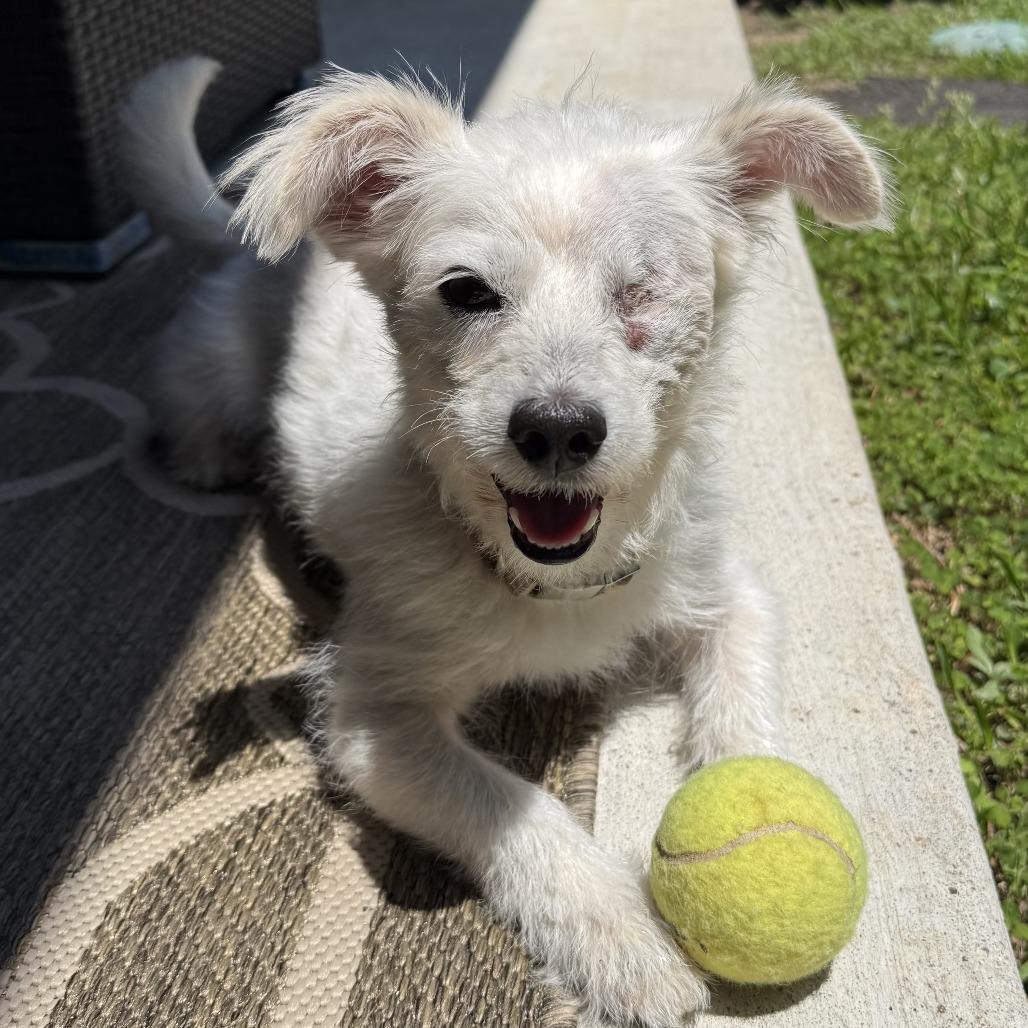 Casper, a Adoptable Poodle in Houston, TX image 5/6