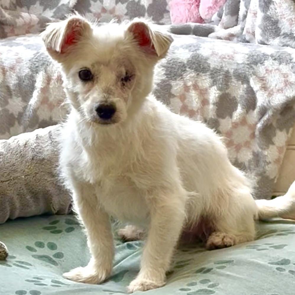 Casper, a Adoptable Poodle in Houston, TX image 6/6