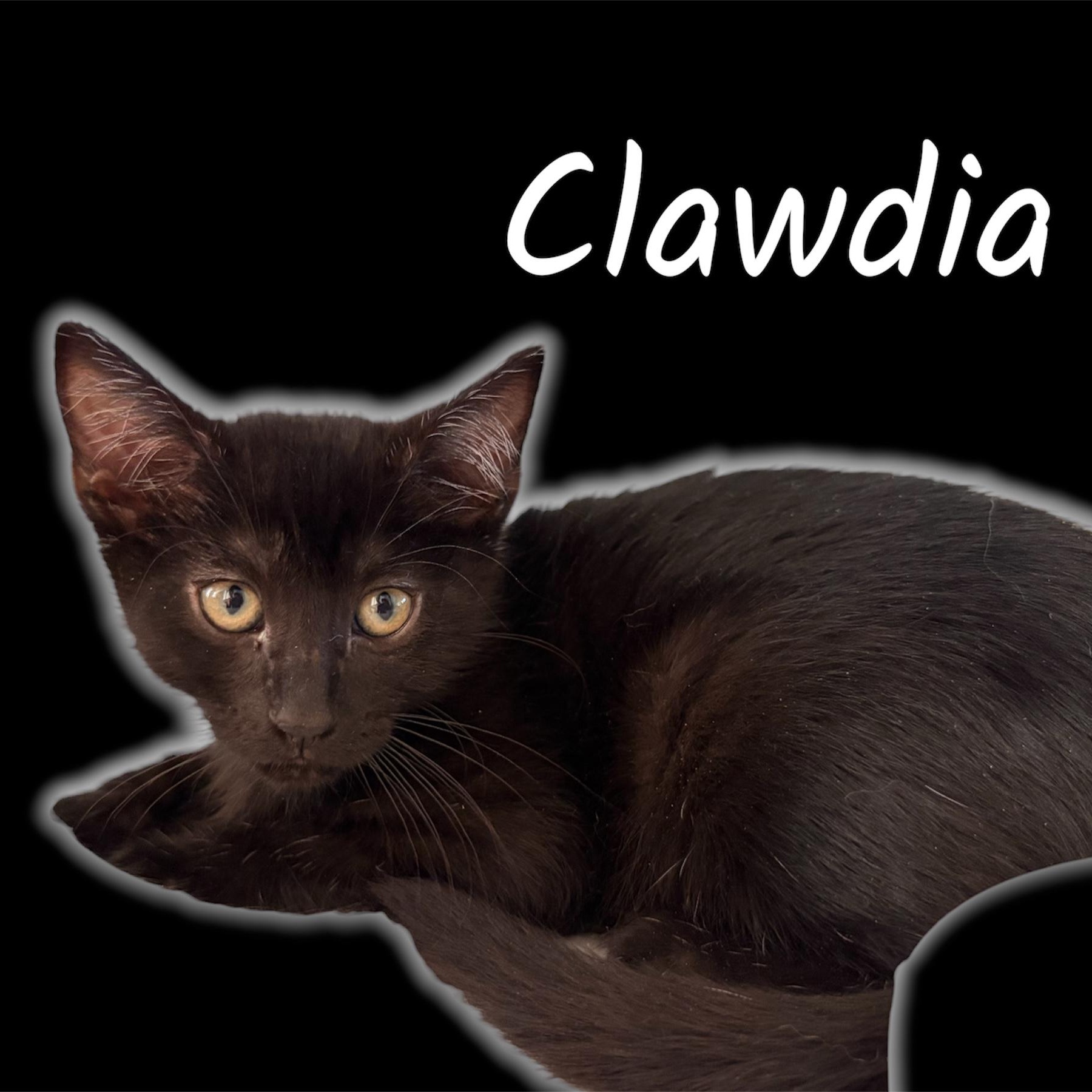 Clawdia (Bonded with Purrcee), adoptable, Kitten Female Domestic Short Hair.