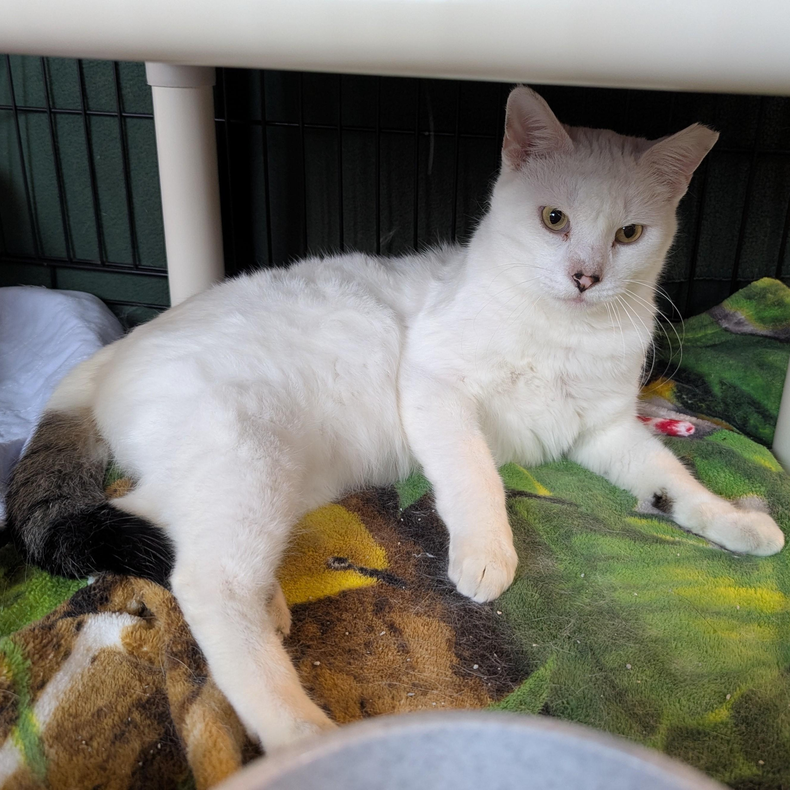 SILAS, Adoptable, Young Male Domestic Short Hair.