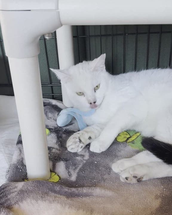 Enlarge SILAS, a Adoptable Domestic Short Hair in La Crescent, MN video 3/6