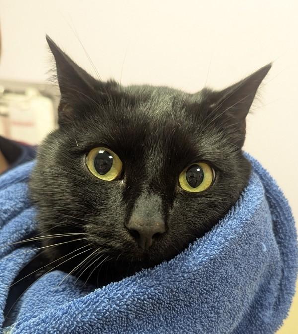 Evergreen, Adoptable, Adult Male Domestic Short Hair.