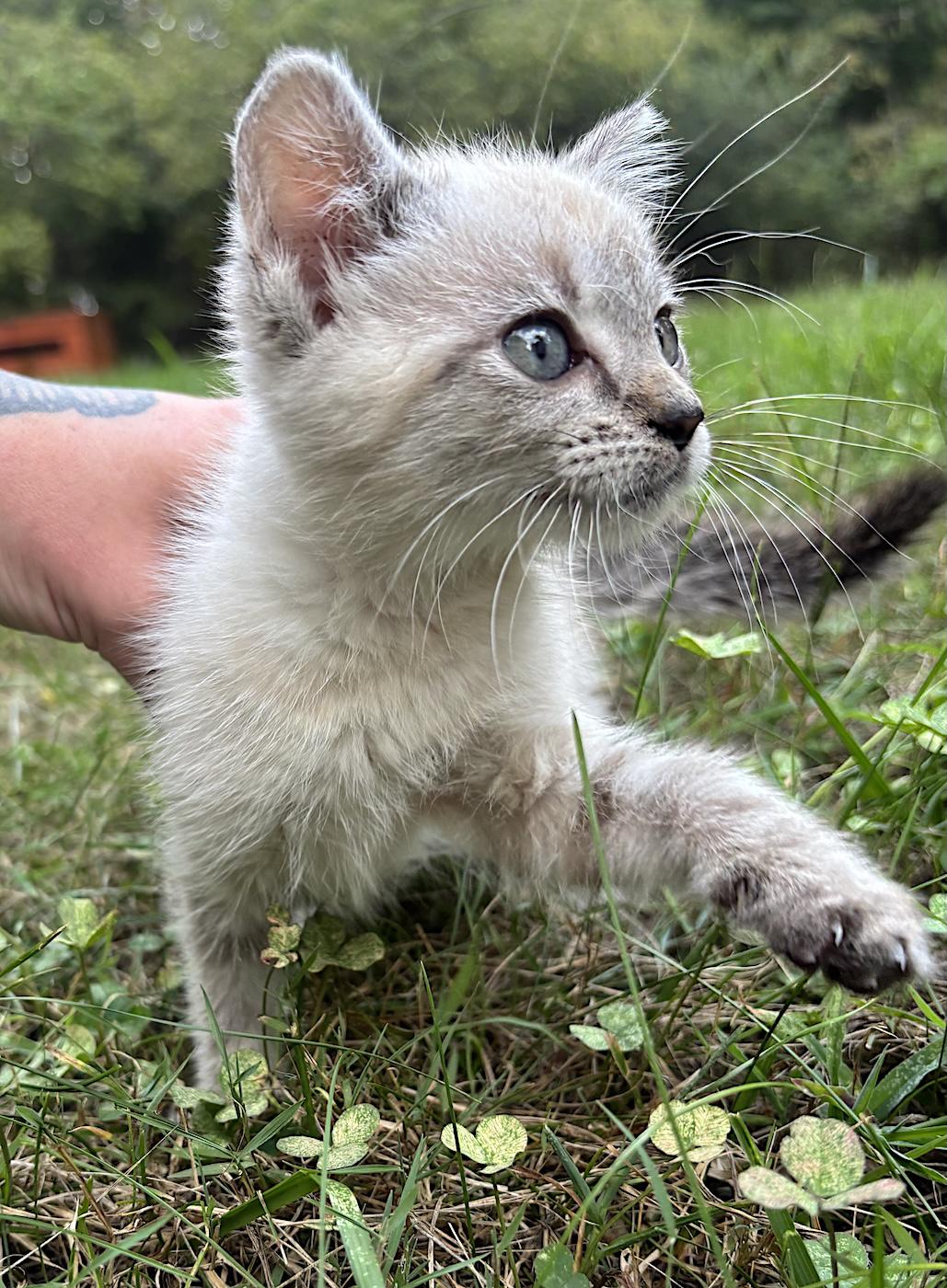 Enlarge Duchess, a Adoptable Domestic Short Hair in Bedford, VA image 3/3