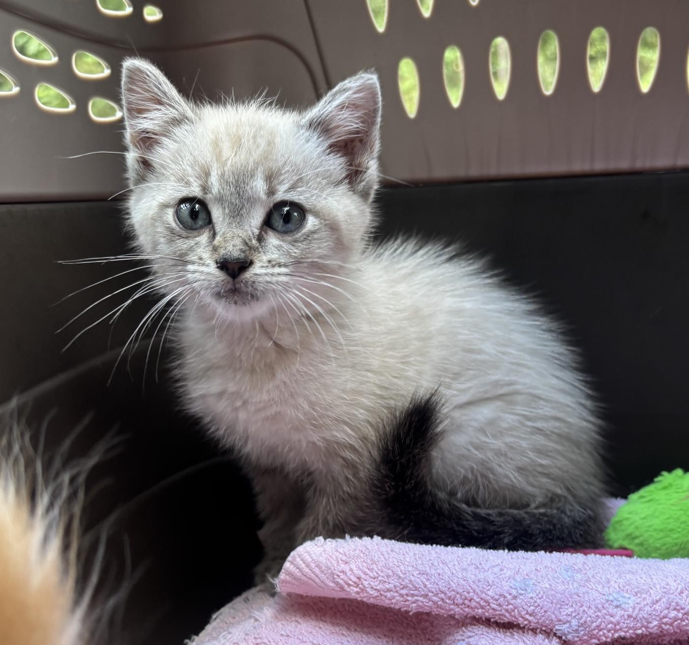 Enlarge Duchess, a Adoptable Domestic Short Hair in Bedford, VA image 1/3