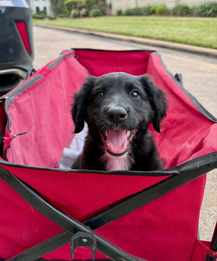 Enlarge Clowe / Meela, a Adopted mixed breed in Broomfield, CO image 1/6