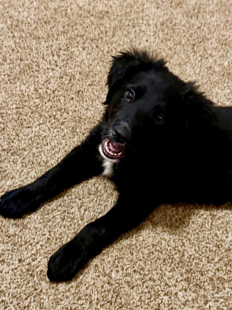 Enlarge Clowe / Meela, a Adopted mixed breed in Broomfield, CO image 2/6