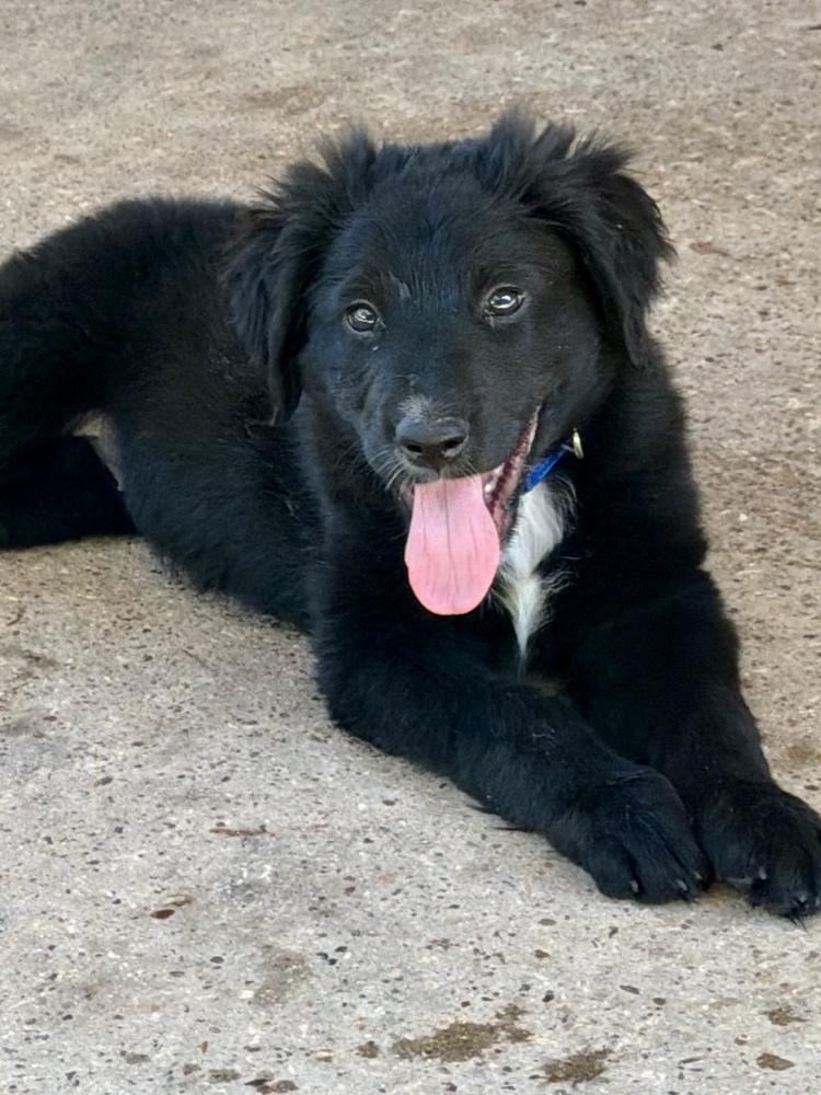 Enlarge Clowe / Meela, a Adopted mixed breed in Broomfield, CO image 3/6