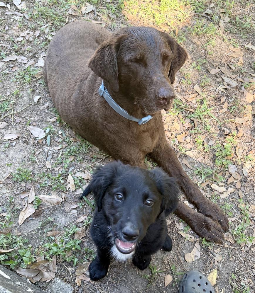 Enlarge Clowe / Meela, a Adopted mixed breed in Broomfield, CO image 4/6