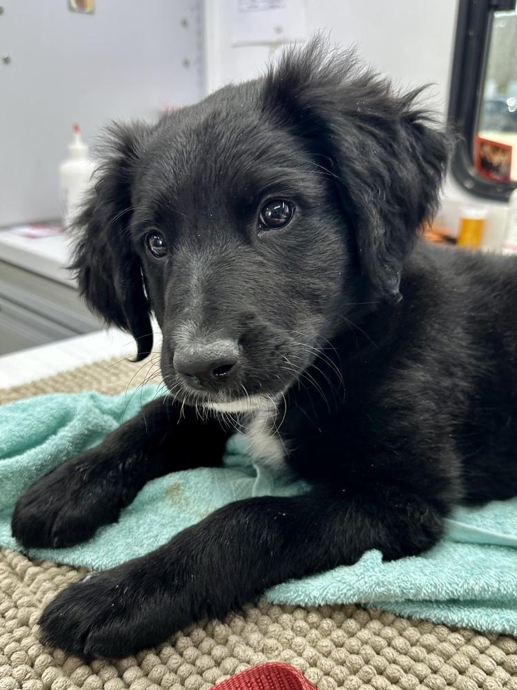 Enlarge Clowe / Meela, a Adopted mixed breed in Broomfield, CO image 5/6