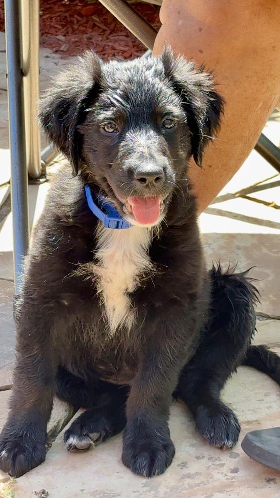 Enlarge Clowe / Meela, a Adopted mixed breed in Broomfield, CO image 6/6