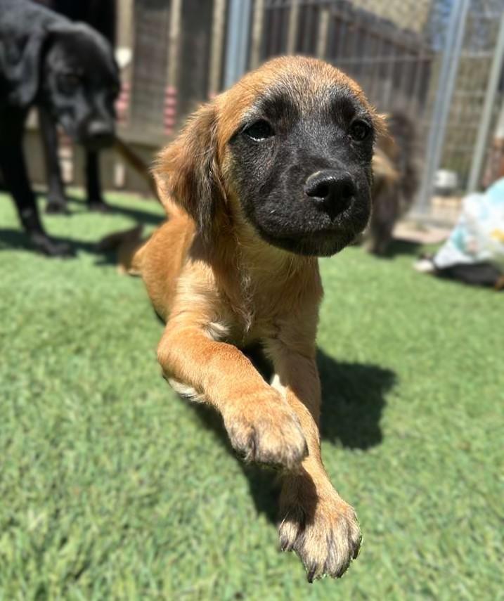 Lucy, adopted, Puppy Female Shepherd.