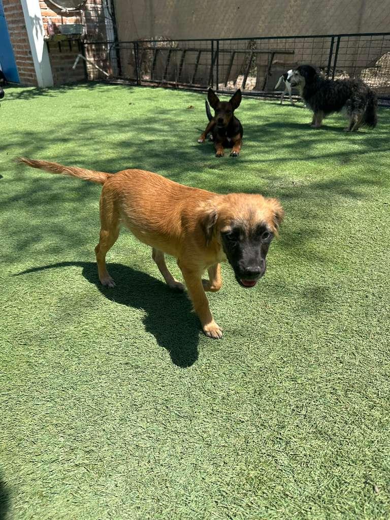 Enlarge Lucy, an adopted mixed breed in Vancouver, BC image 5/6