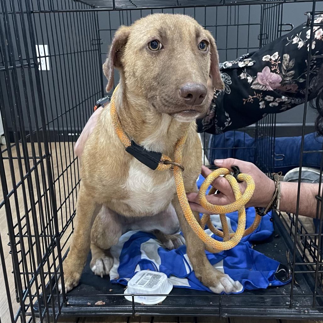 Enlarge Brooke, a Adoptable Mixed Breed in Livingston, TX image 1/6