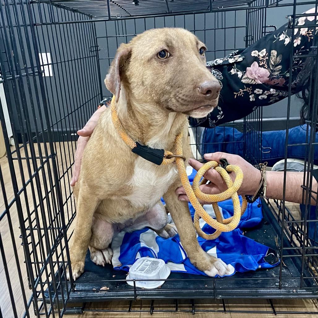 Enlarge Brooke, a Adoptable Mixed Breed in Livingston, TX image 2/6