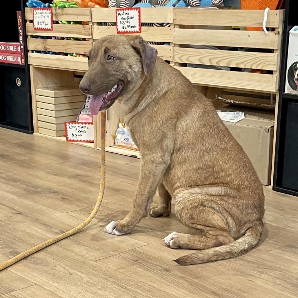 Brooke, Adoptable, Young Female Mixed Breed.