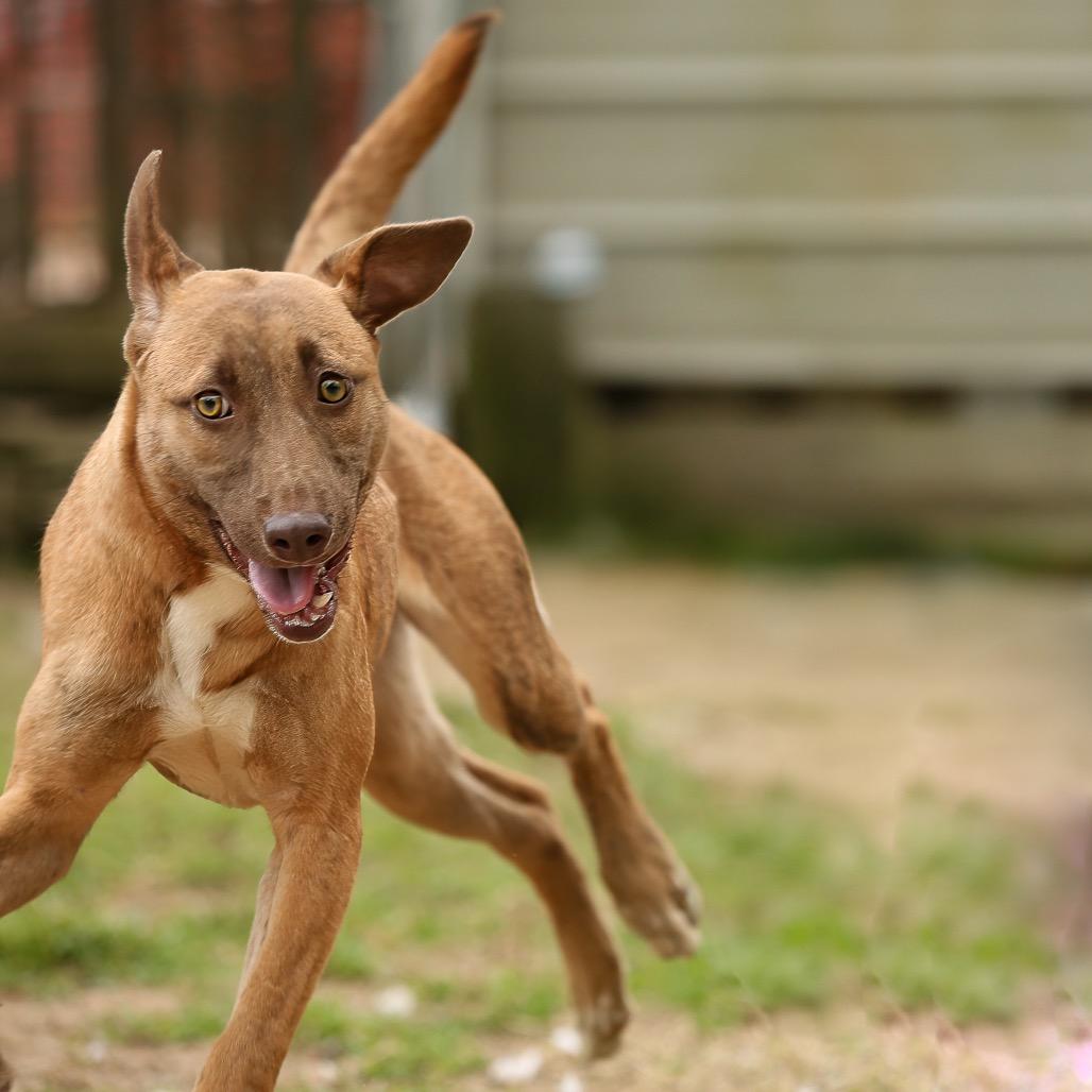 Enlarge Brooke, a Adoptable Mixed Breed in Livingston, TX image 2/6