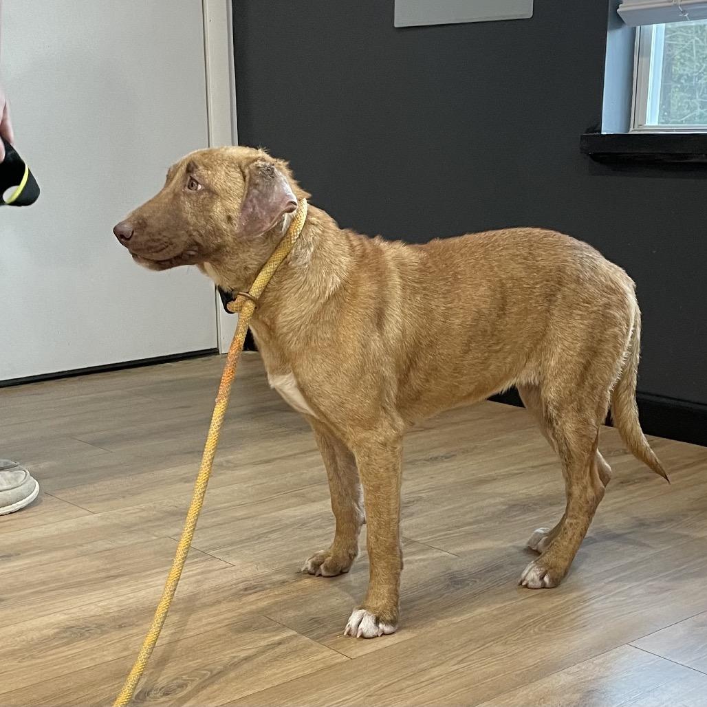 Enlarge Brooke, a Adoptable Mixed Breed in Livingston, TX image 3/6