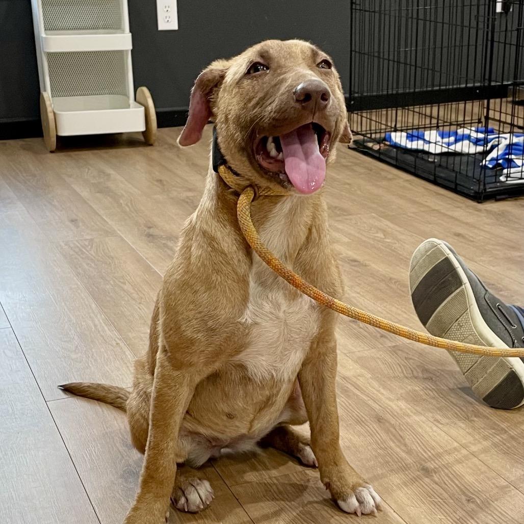 Enlarge Brooke, a Adoptable Mixed Breed in Livingston, TX image 4/6