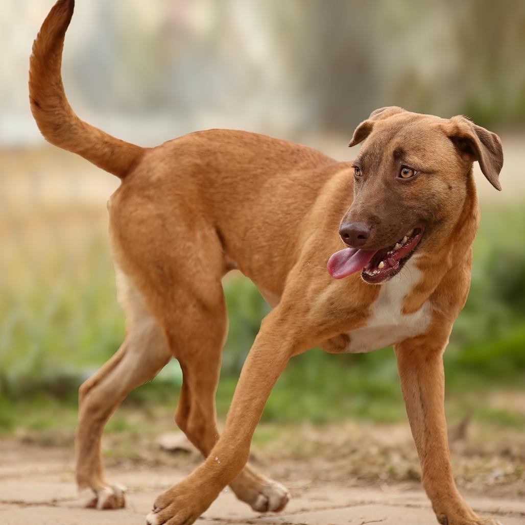 Enlarge Brooke, a Adoptable Mixed Breed in Livingston, TX image 3/6