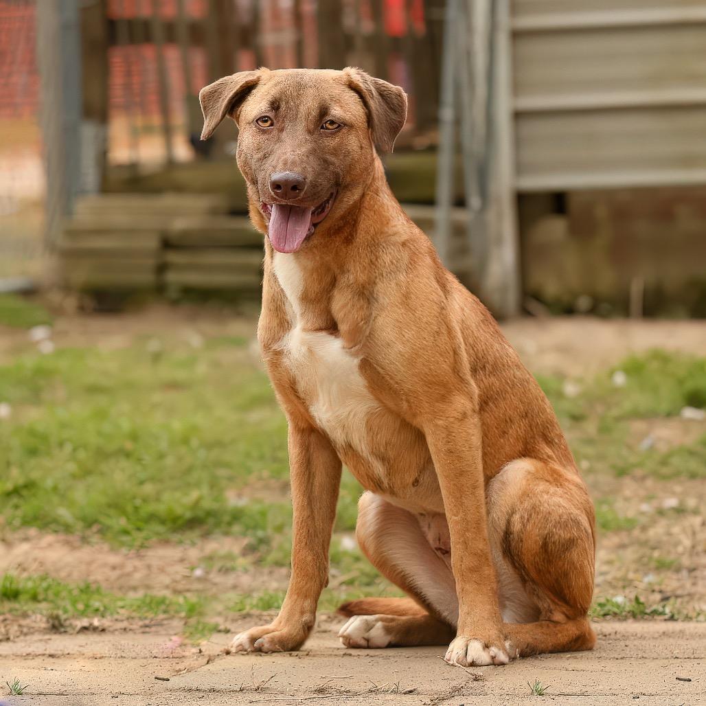 Enlarge Brooke, a Adoptable Retriever in Livingston, TX image 4/6