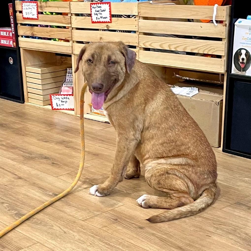 Enlarge Brooke, a Adoptable Mixed Breed in Livingston, TX image 4/5