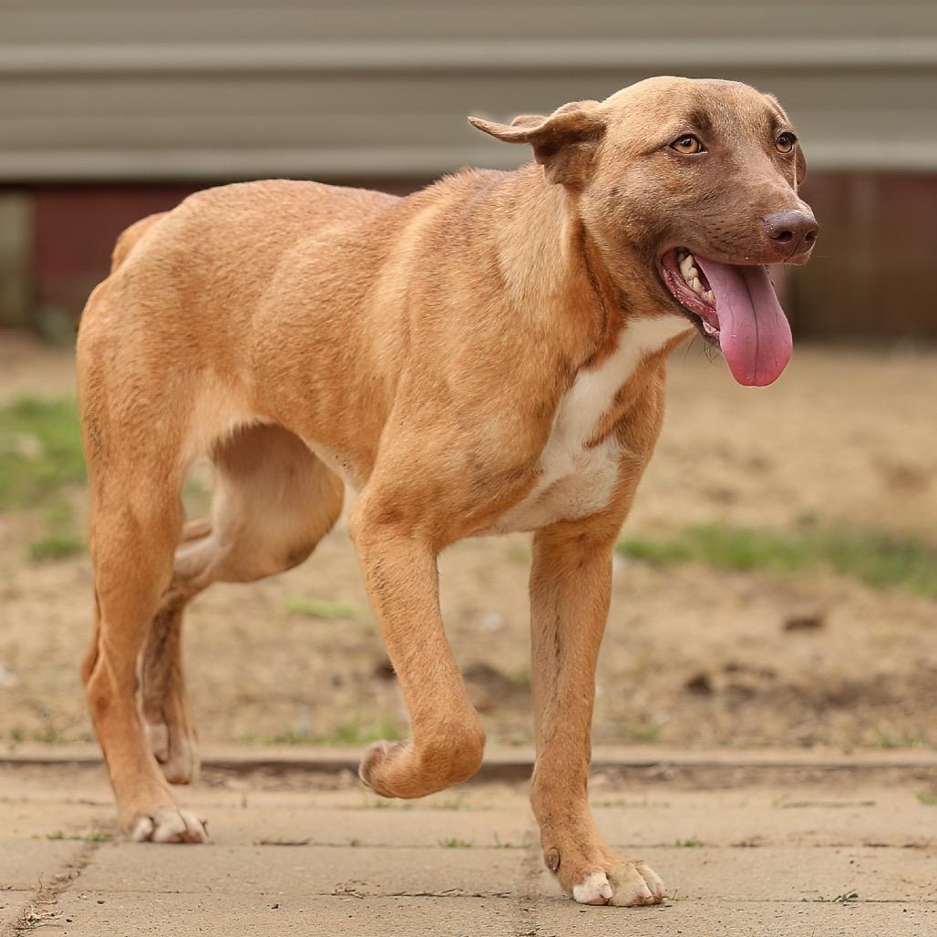 Enlarge Brooke, a Adoptable Mixed Breed in Livingston, TX image 5/6