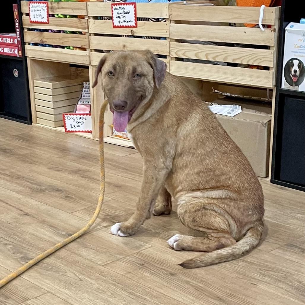 Enlarge Brooke, a Adoptable Mixed Breed in Livingston, TX image 5/6