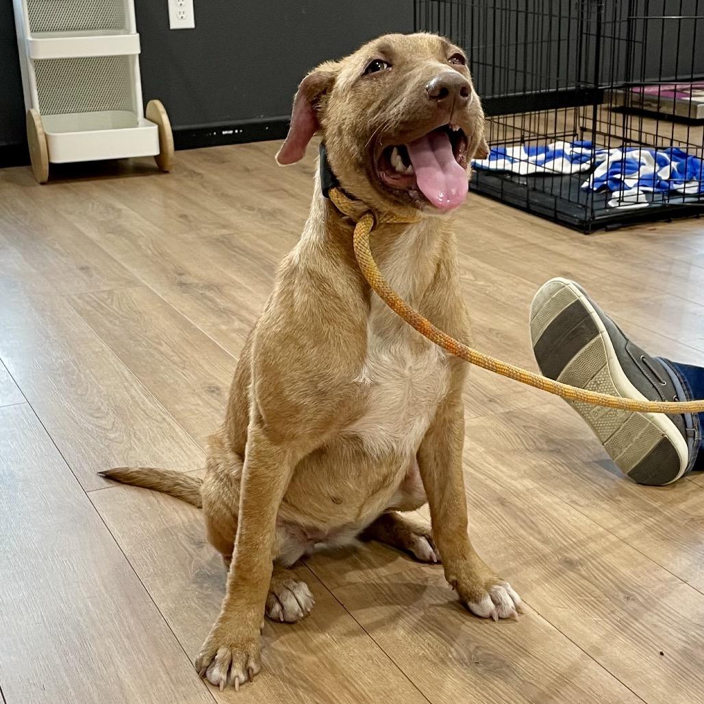 Enlarge Brooke, a Adoptable Mixed Breed in Livingston, TX image 6/6