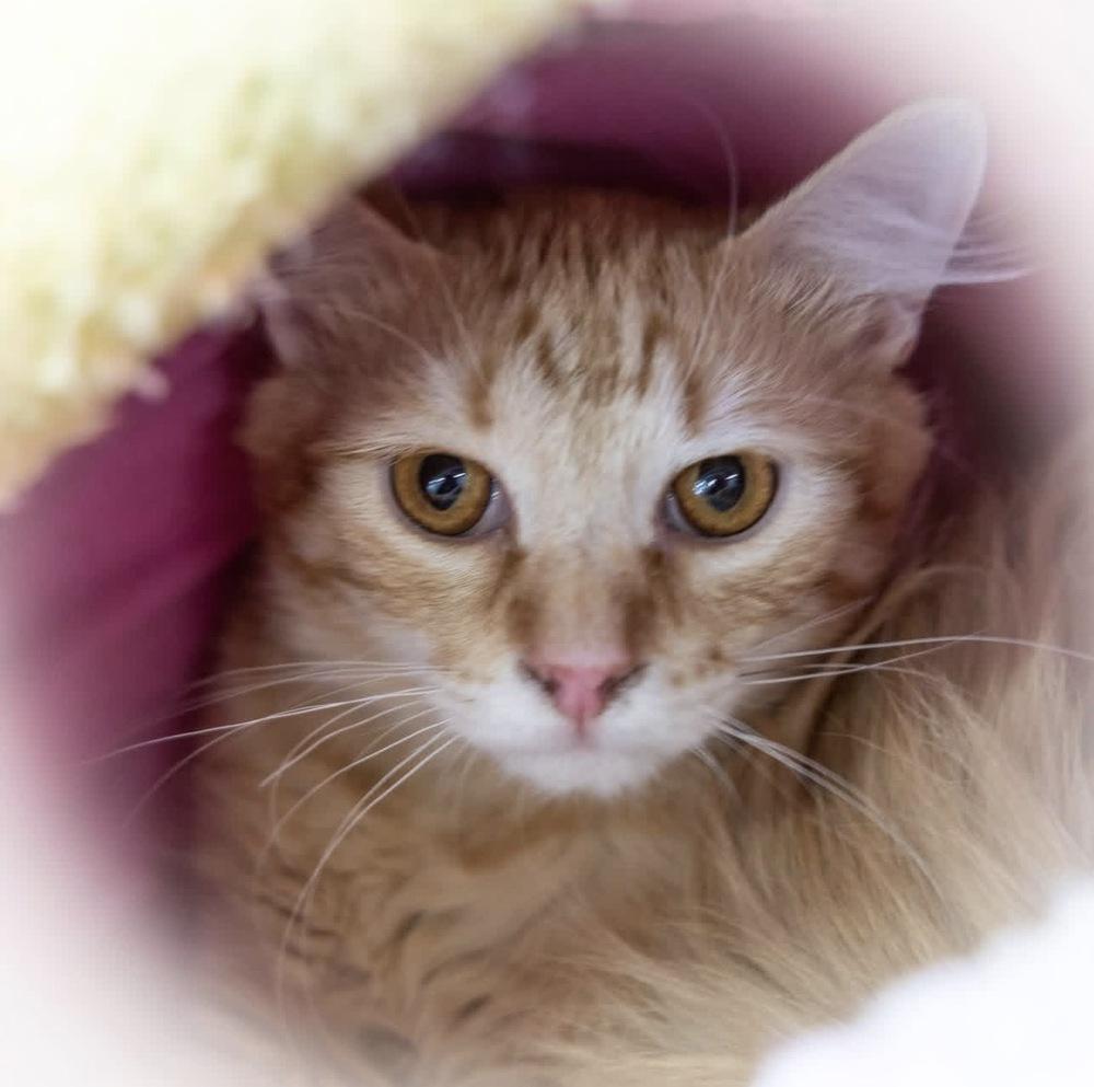 Enlarge **Cat Cafe** Lemon Pound Cake, a Adoptable Domestic Medium Hair in Topeka, KS image 1/3