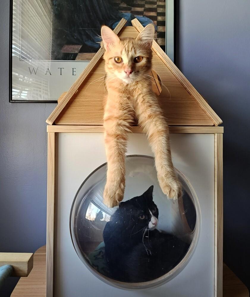 Enlarge **Cat Cafe** Lemon Pound Cake, a Adoptable Domestic Medium Hair in Topeka, KS image 2/3