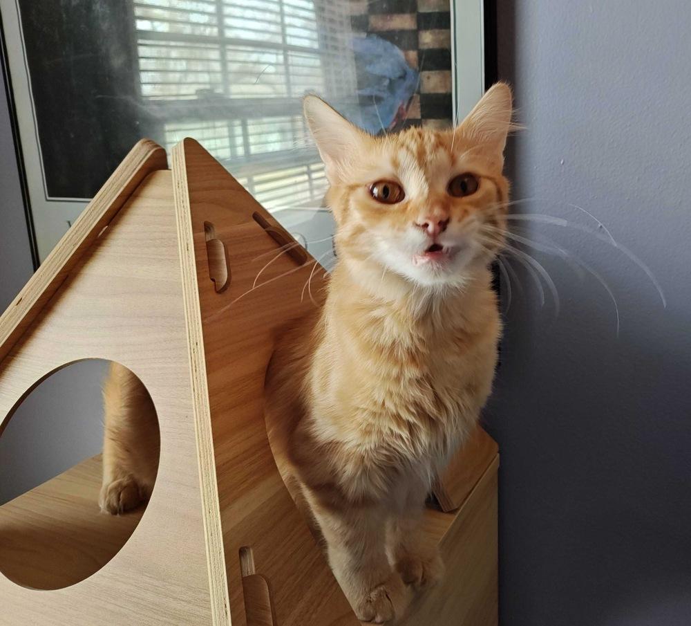 Enlarge **Cat Cafe** Lemon Pound Cake, a Adoptable Domestic Medium Hair in Topeka, KS image 3/3