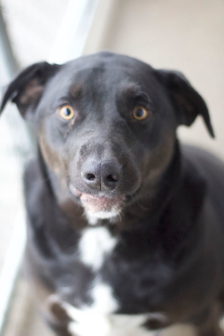 Enlarge Marshall, a Adoptable mixed breed in Ottumwa, IA image 9/10