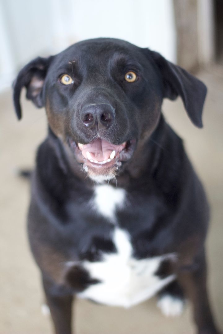Enlarge Marshall, a Adoptable mixed breed in Ottumwa, IA image 10/10