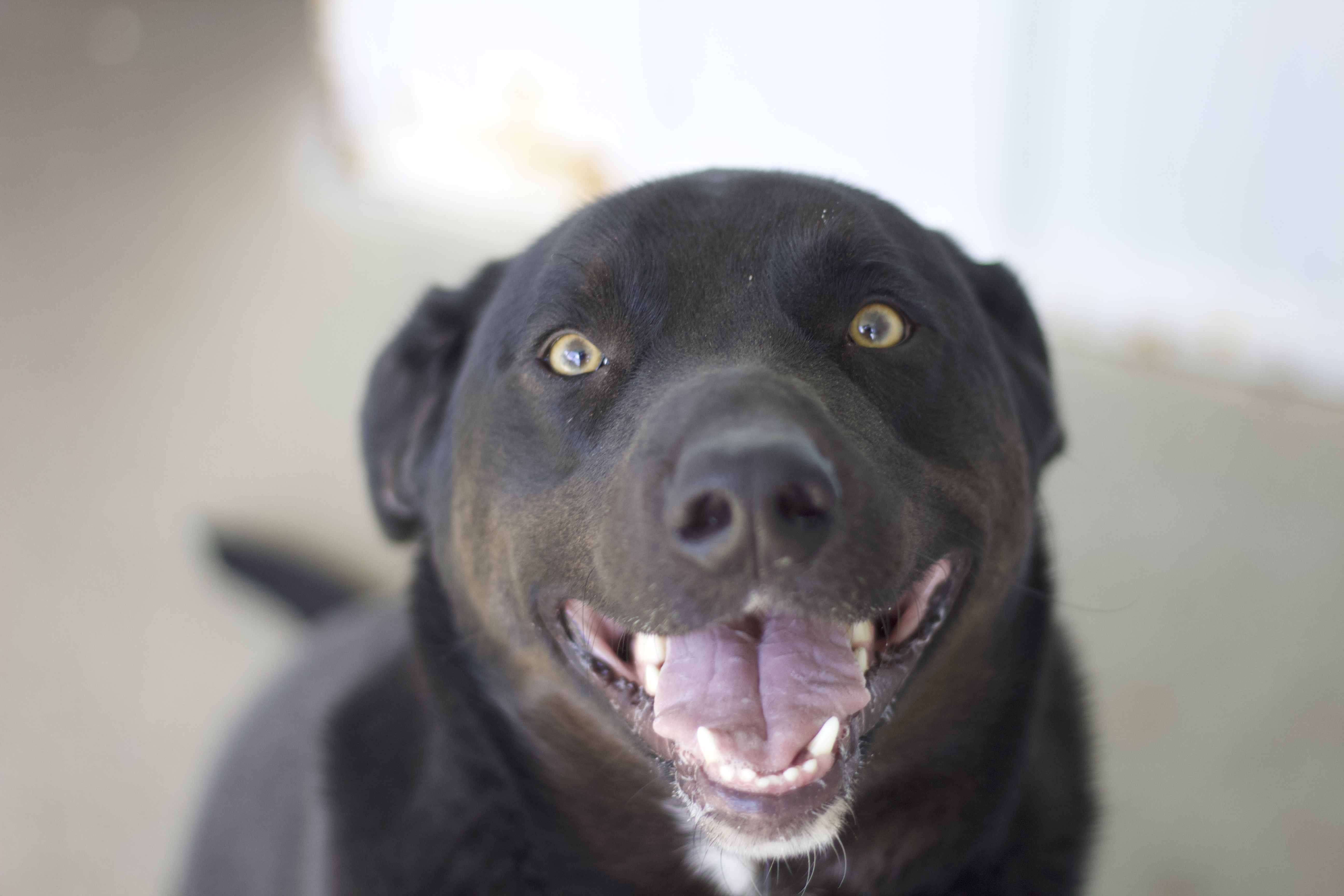 Enlarge Marshall, a Adoptable mixed breed in Ottumwa, IA image 8/10