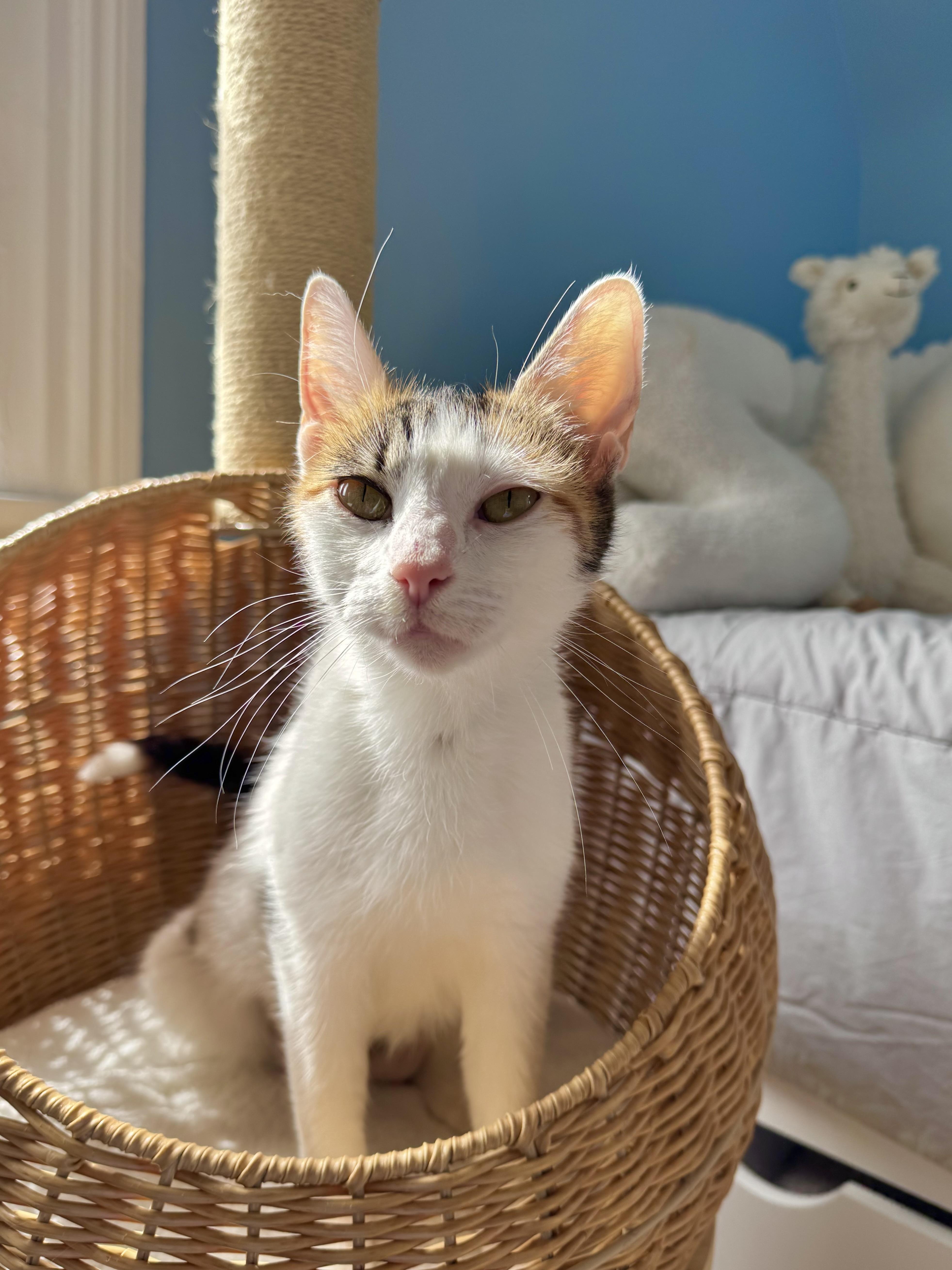 Savannah , ADOPTABLE, Adult Female Domestic Short Hair.