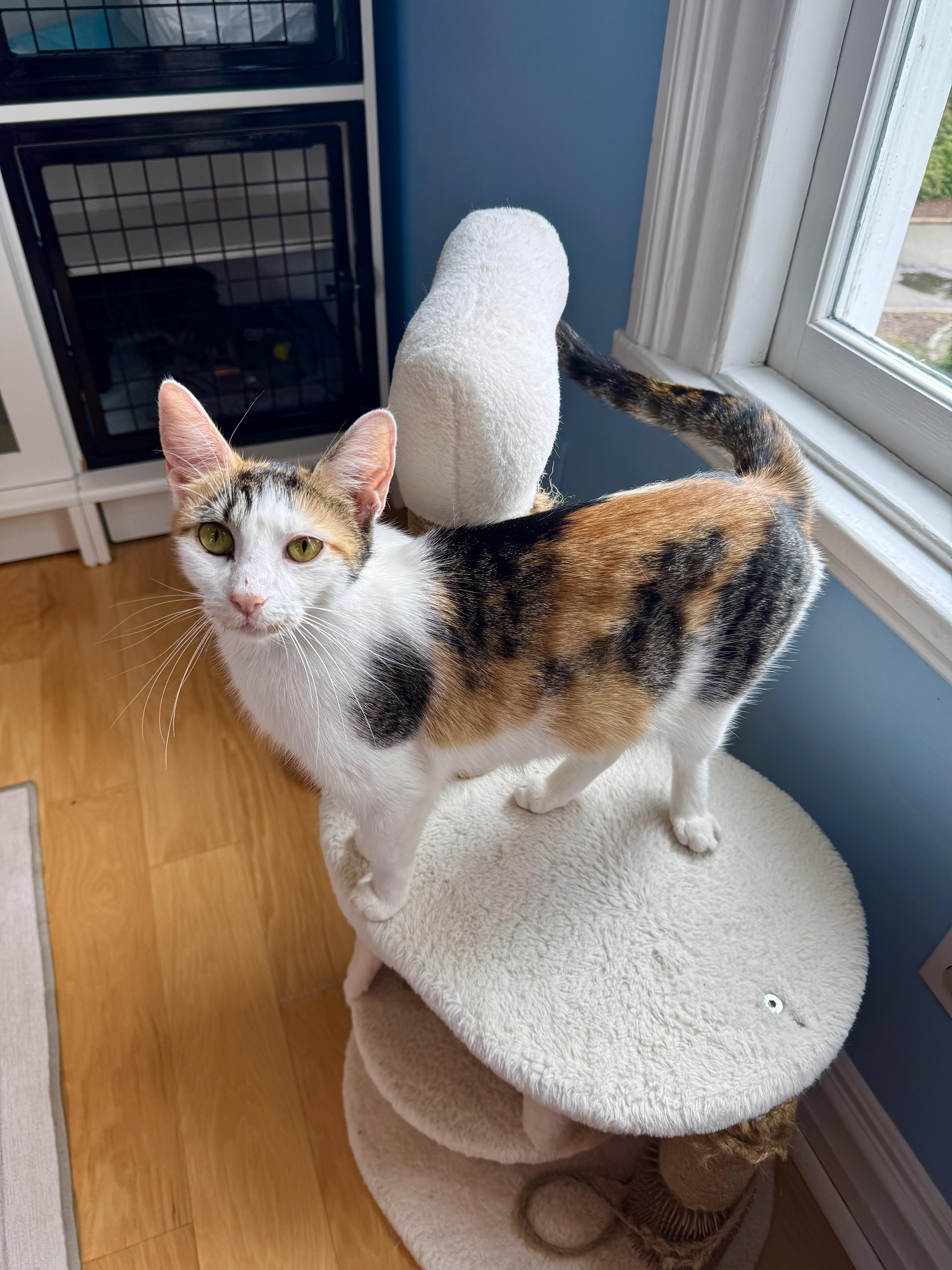 Enlarge Savannah , a ADOPTABLE Domestic Short Hair in Ramsey, NJ image 2/6