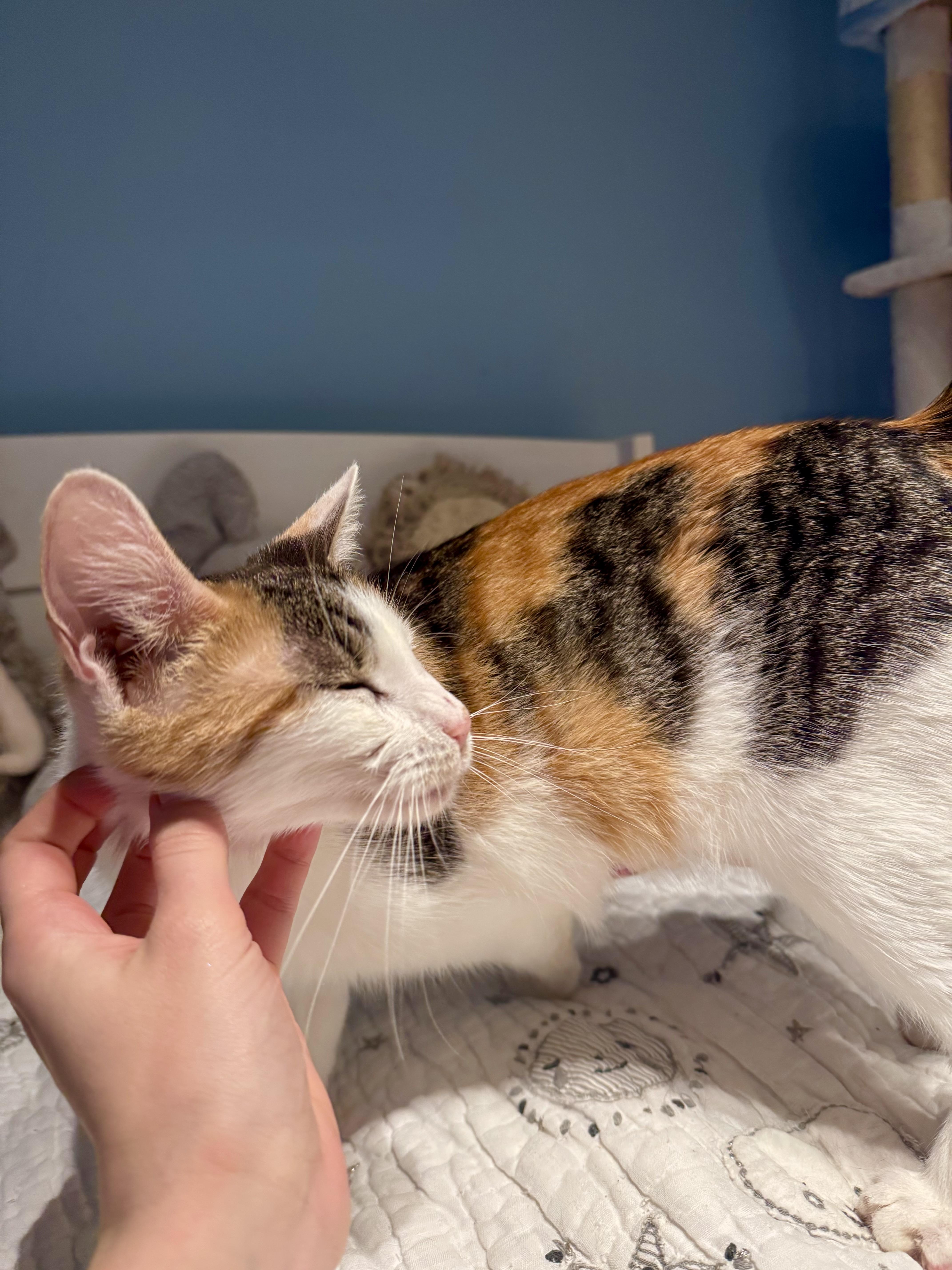 Enlarge Savannah , a ADOPTABLE Domestic Short Hair in Ramsey, NJ image 4/6