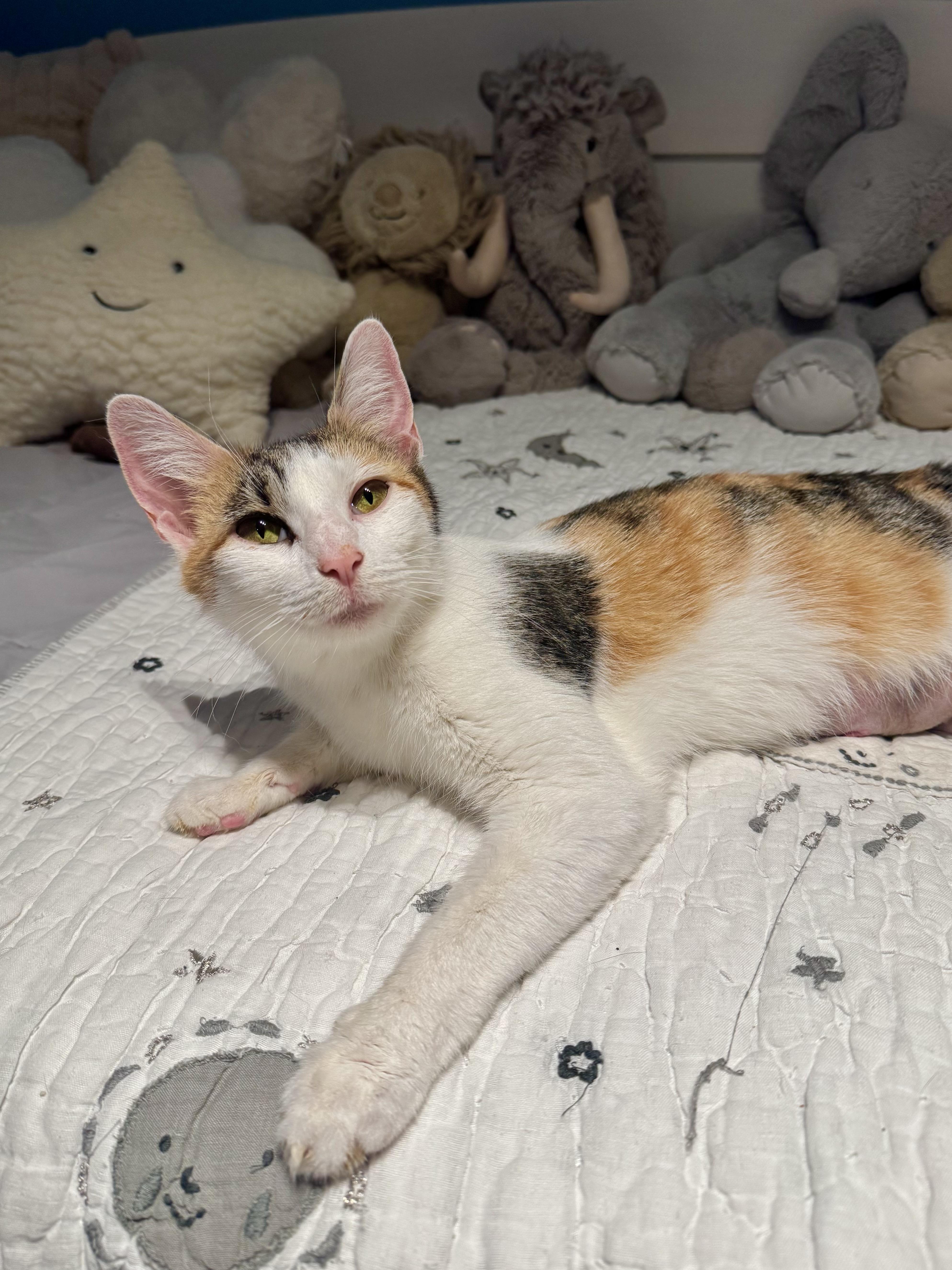 Enlarge Savannah , a ADOPTABLE Domestic Short Hair in Ramsey, NJ image 3/6