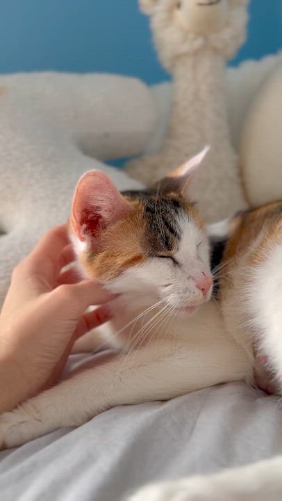 Enlarge Savannah , a ADOPTABLE Domestic Short Hair in Ramsey, NJ video 5/6