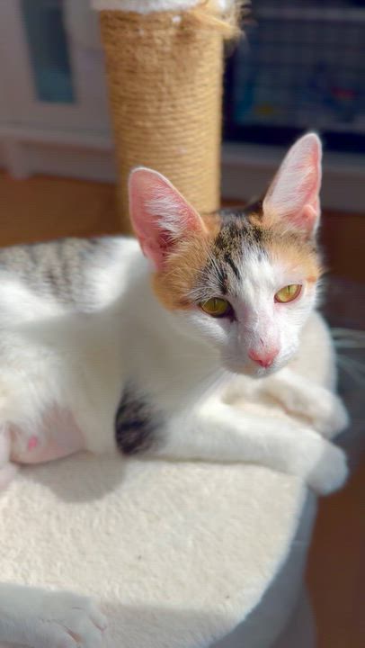 Enlarge Savannah , a ADOPTABLE Domestic Short Hair in Ramsey, NJ video 6/6