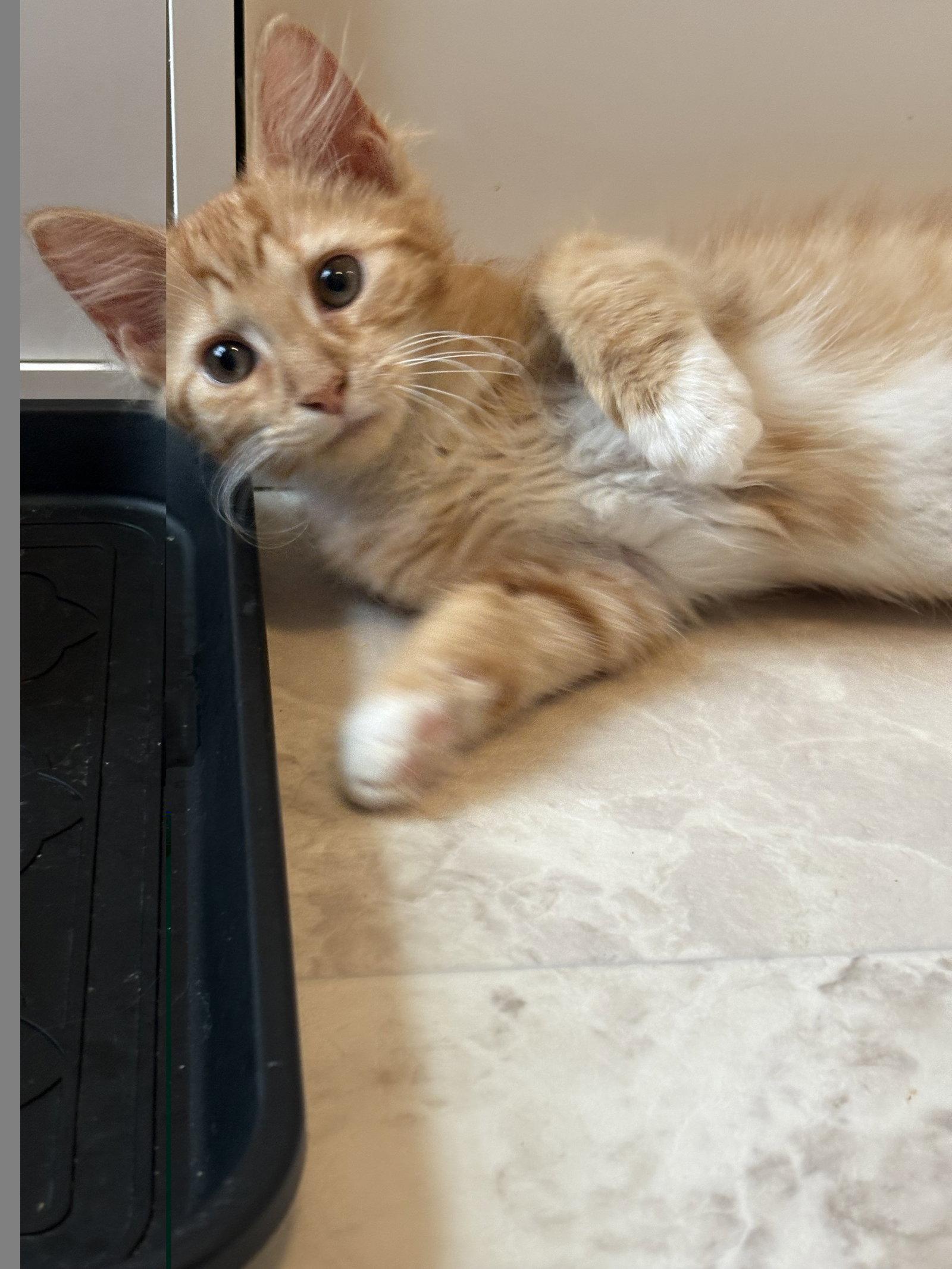 Soolya, Adoptable, Kitten Female Domestic Medium Hair.